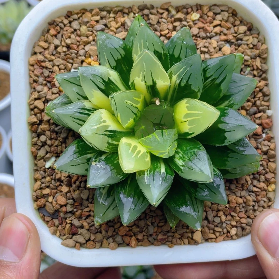 非组呸花水晶玉露锦