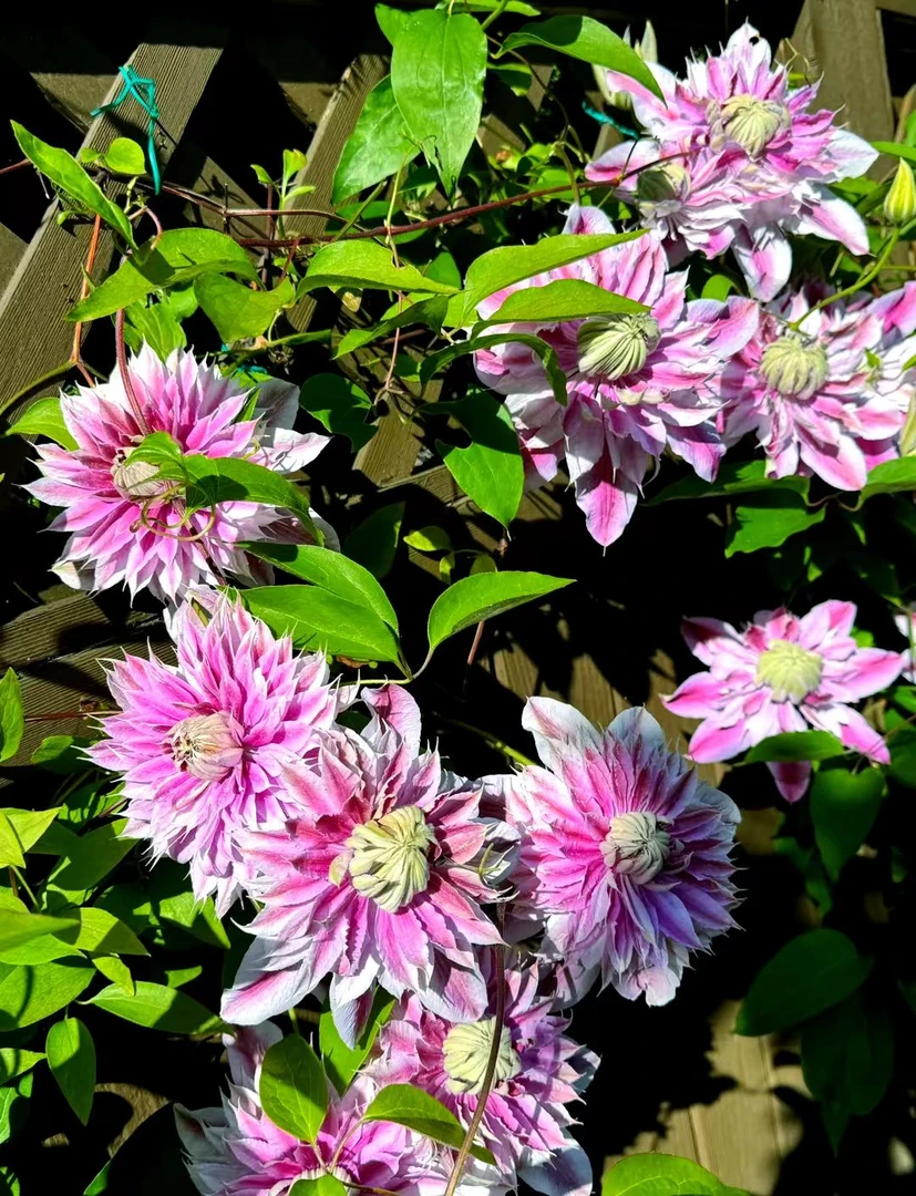 2加仑原盆原土发货 约瑟芬 铁线莲