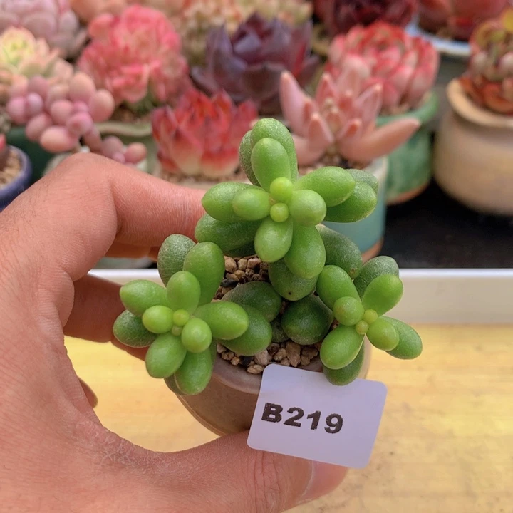 一物一拍满38包邮A219