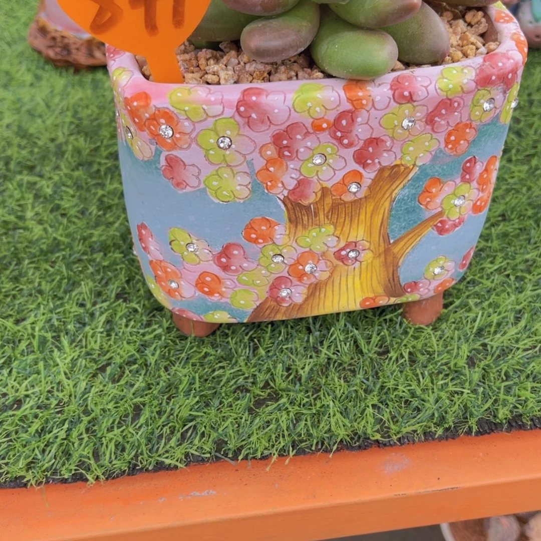 婷*841号多肉植物一物一拍