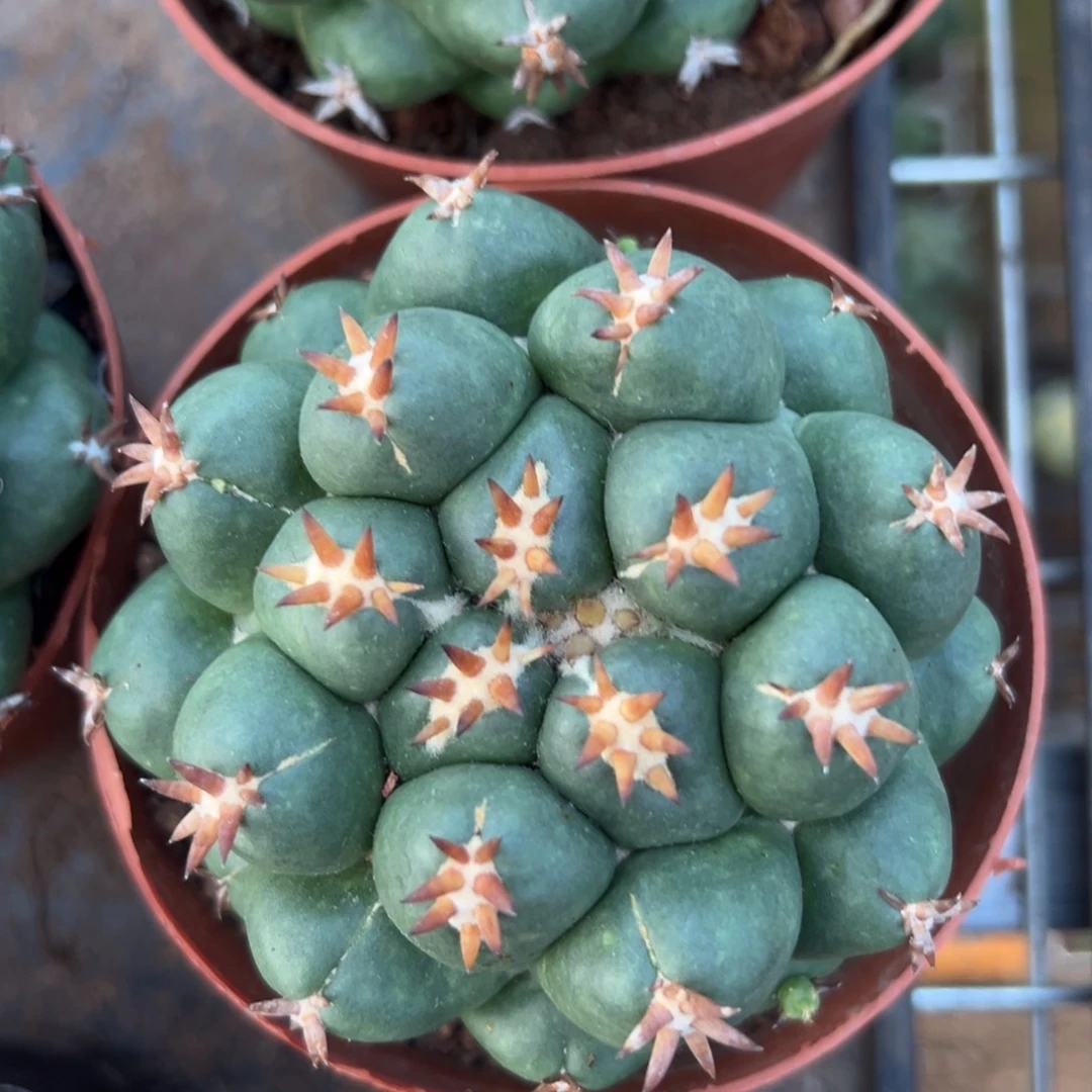 短豪刺象牙随机一颗。