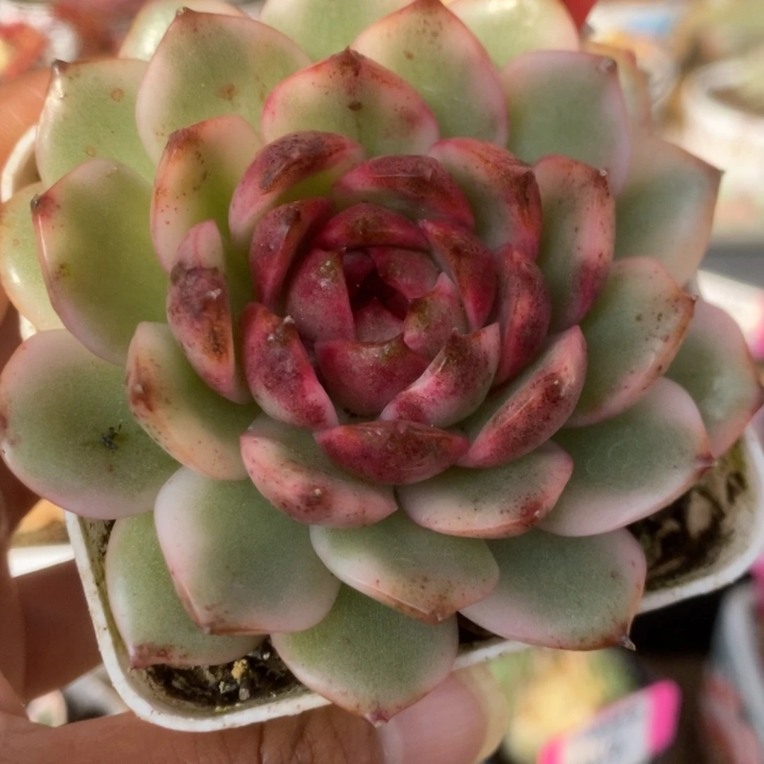 318黑水晶锦锦锦锦锦