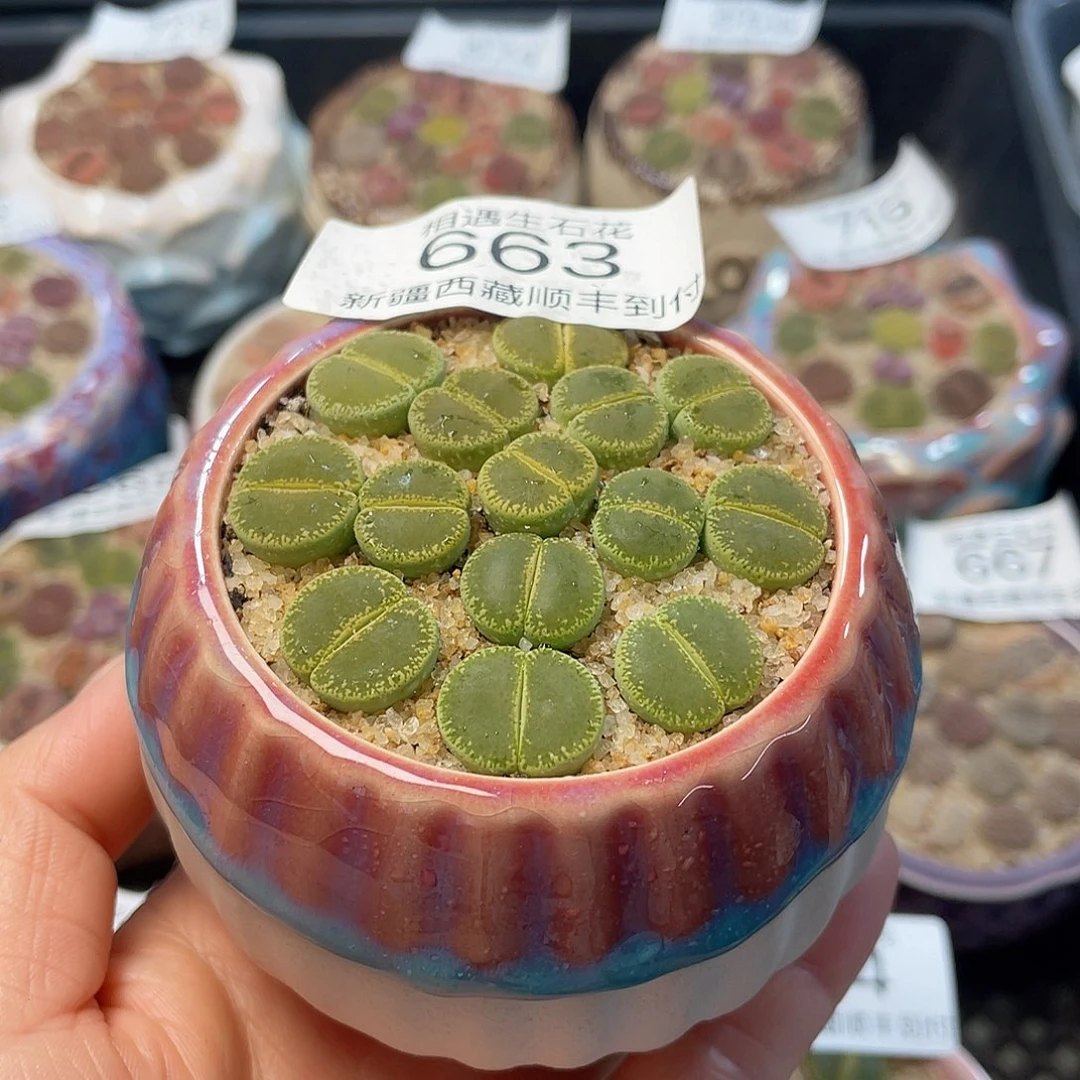 相遇生石花链接663