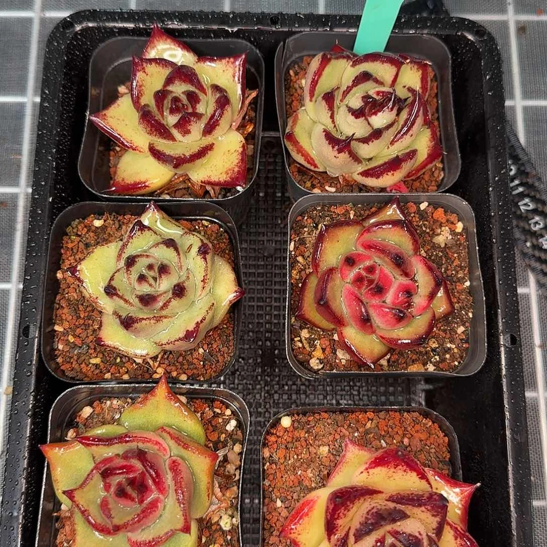 从前慢花园精选0120-137