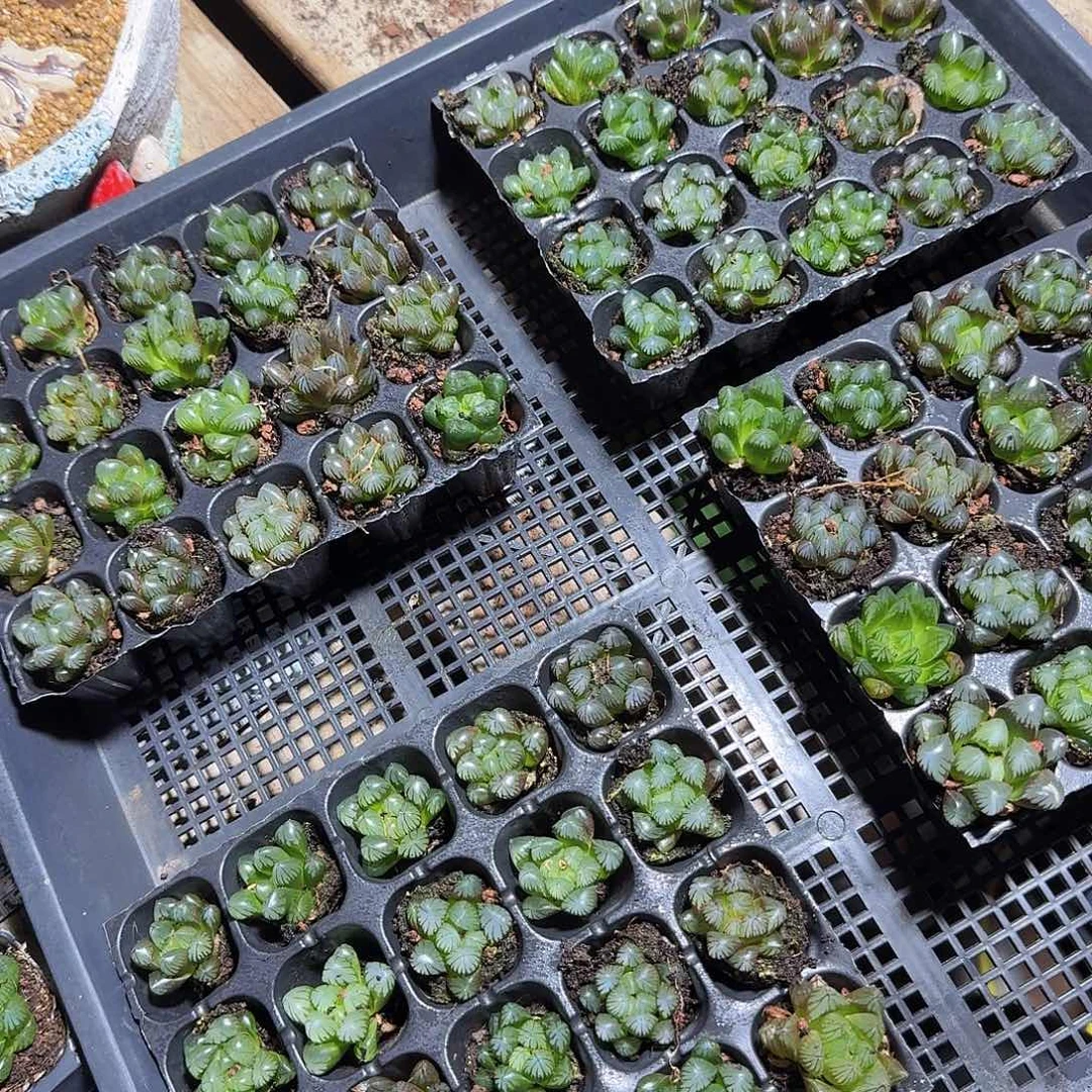 105孔玉露20颗不售后量拍