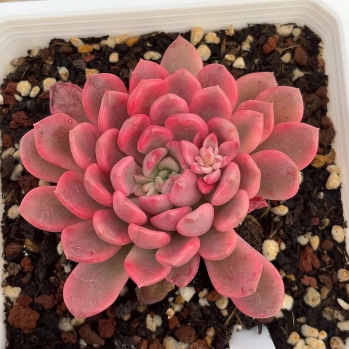 红宝石锦一颗价格发货