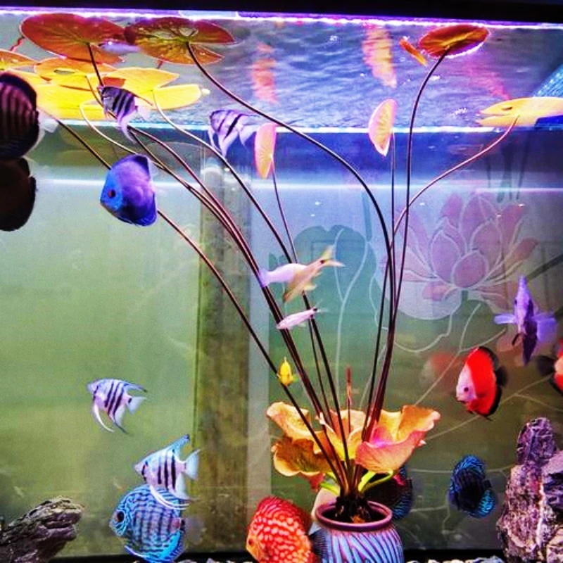 红荷根迷你荷根造景青荷易养睡莲颗植物专用水培植物真水族箱鱼缸