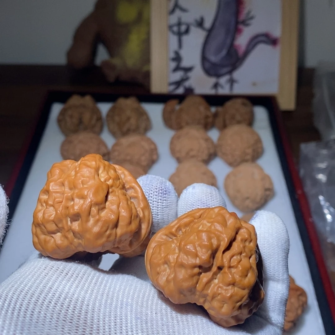 25头货蛤蟆头。肉蟾蜍