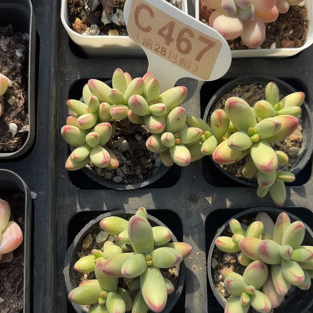 C467小天狗一物一拍