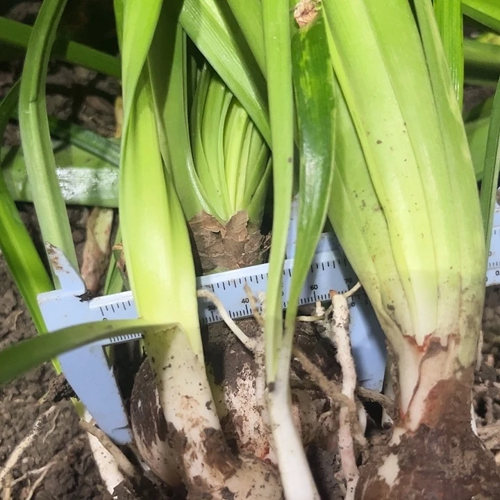 无花朵白鬼。一坨 主球6.9带一圈测