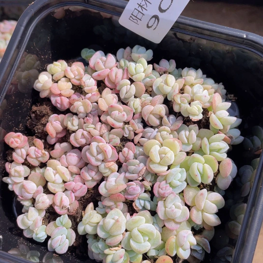 多肉植物多肉植物904