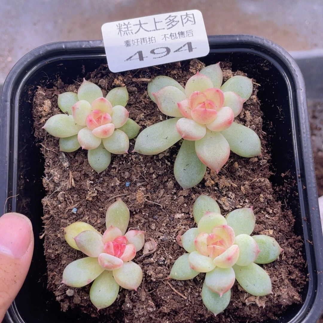糕大上多肉植物494