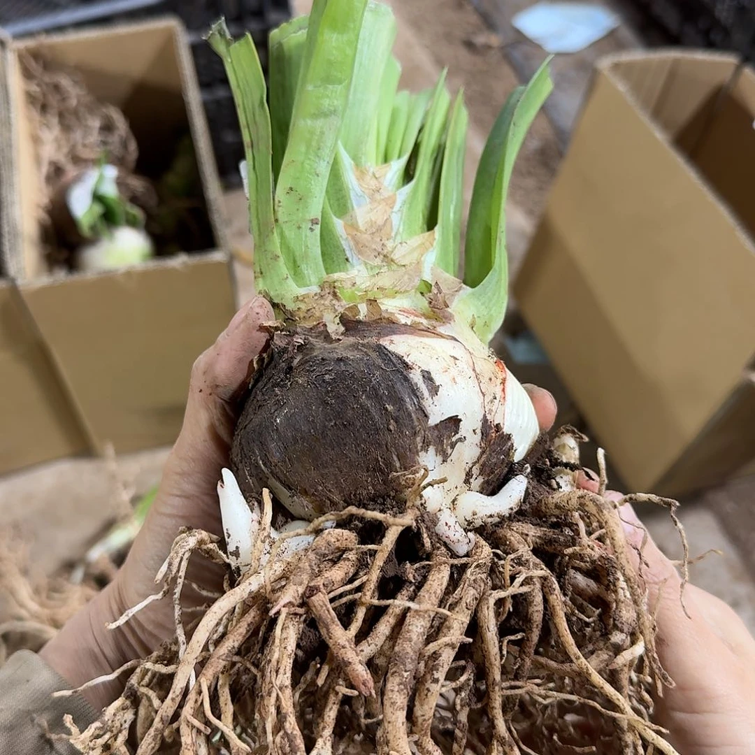 汤姆8+开花球发发发