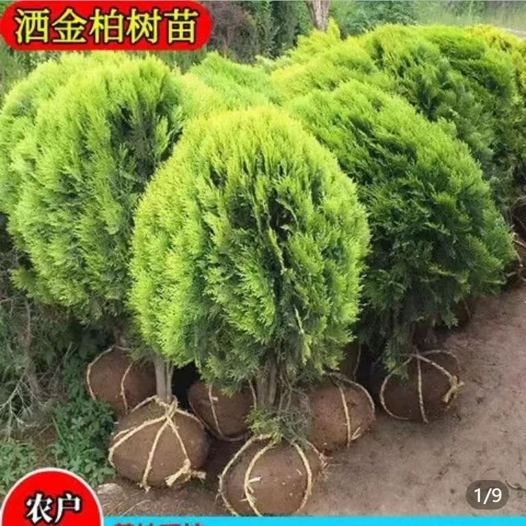 洒金柏树苗 盆景素材 洒金柏苗松柏树栽花卉庭院绿化植物盆栽盆景