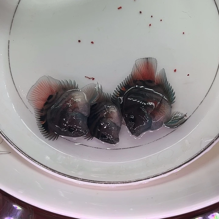 鹦鹉鱼迷你鹦鹉鱼