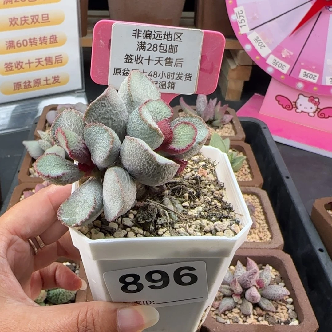 月***2896赛900磨砂蛋多肉植物