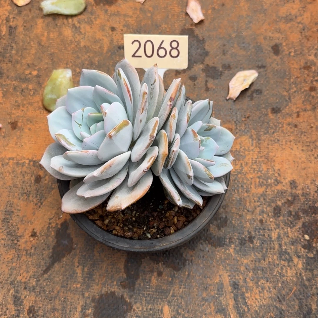 瑾***y双头奶茶。  2068号