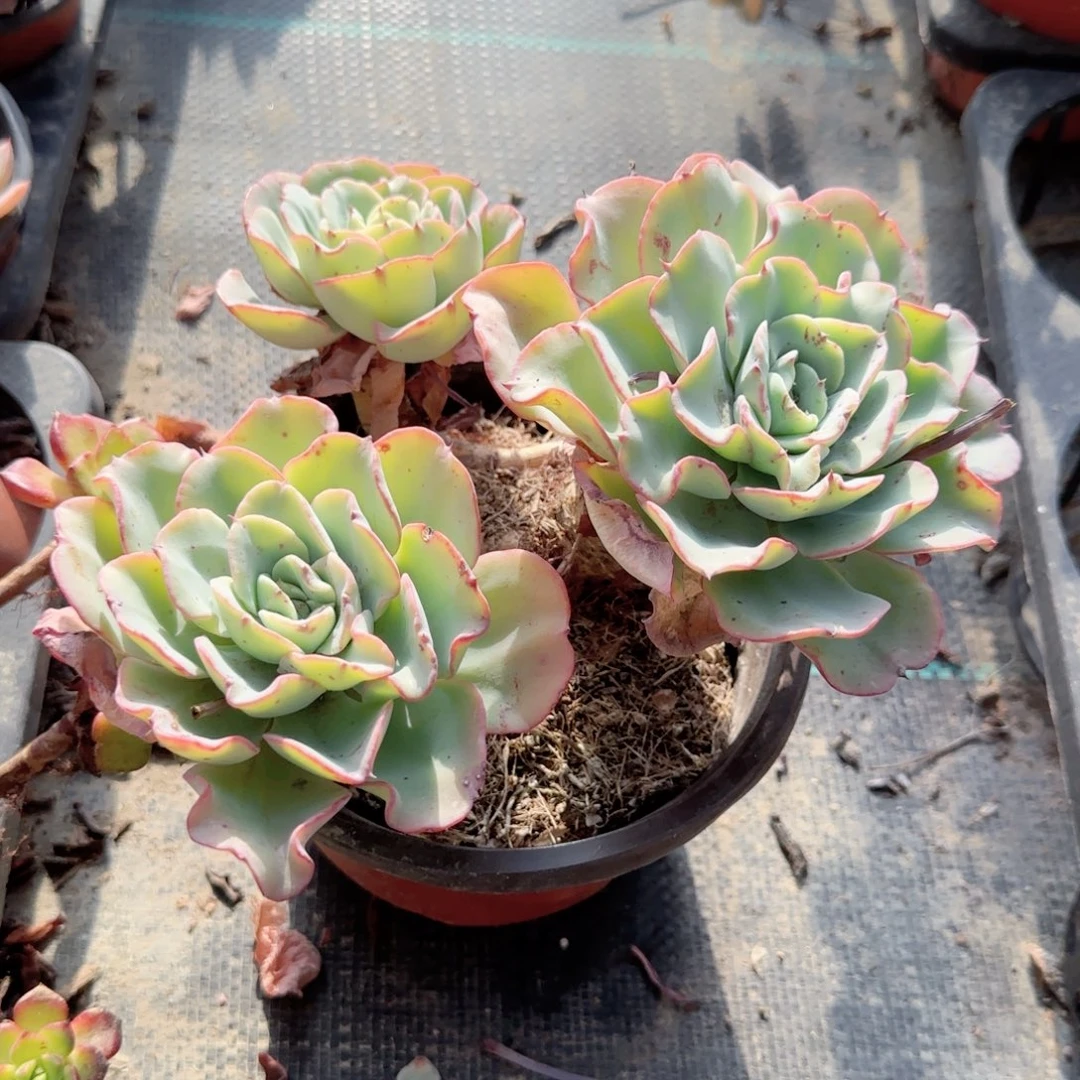 无花朵三头奶油黄桃