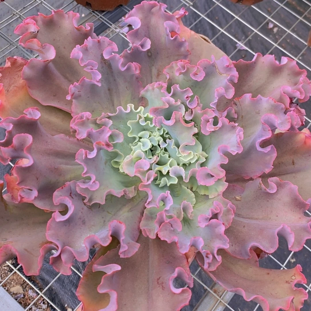高沙之翁特大大包菜