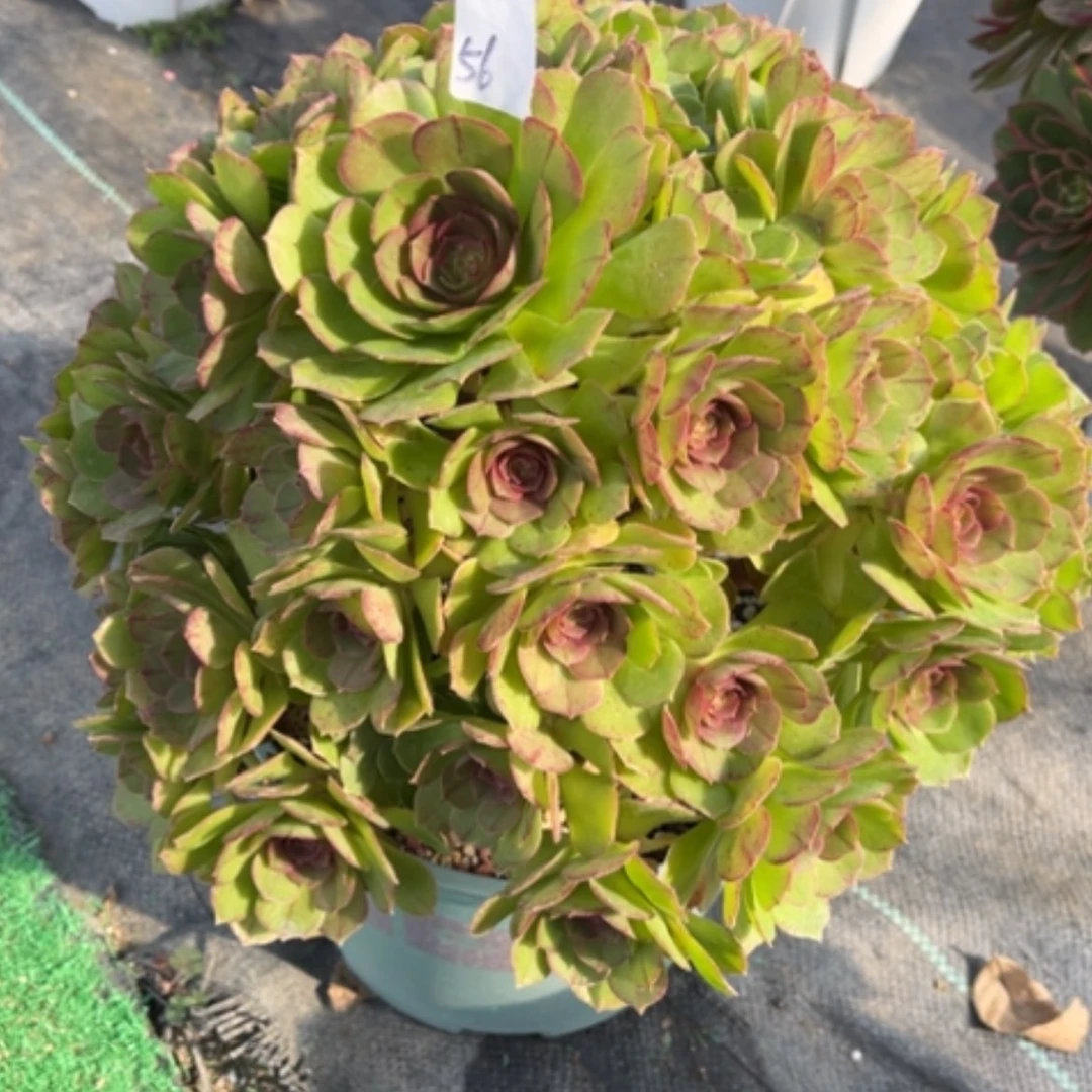 【闪购商品】56莎啦碗多肉法师