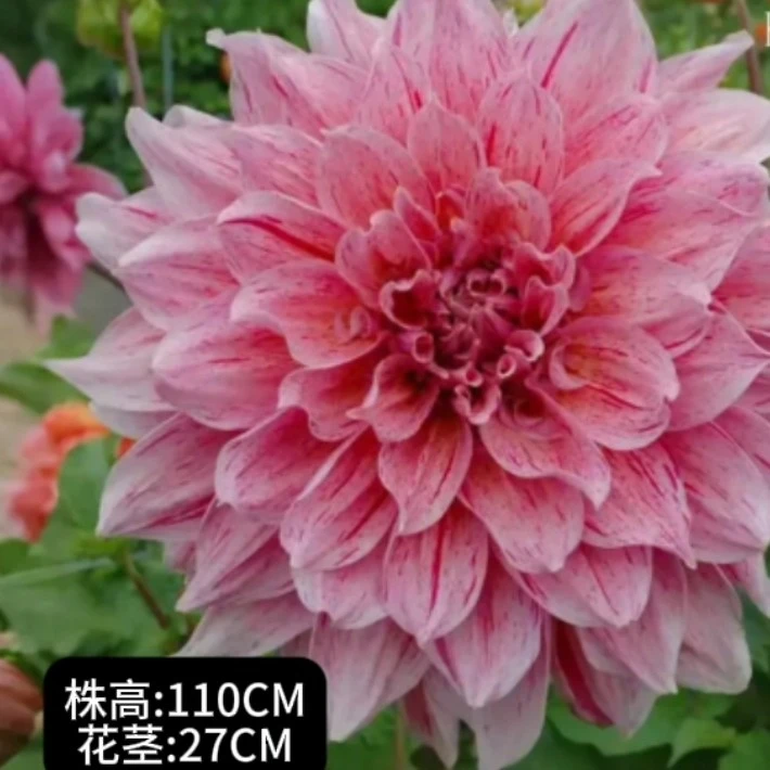 巨花型[条纹埃默里保罗]巨花型进口大丽花种球