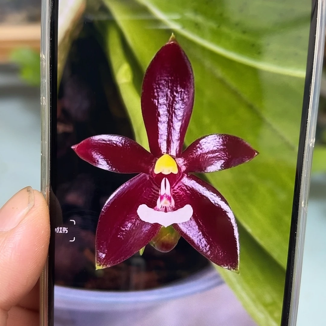 大部分开放少量花苞