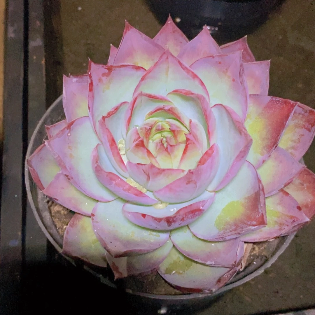 福利惊鸿仙子3        99