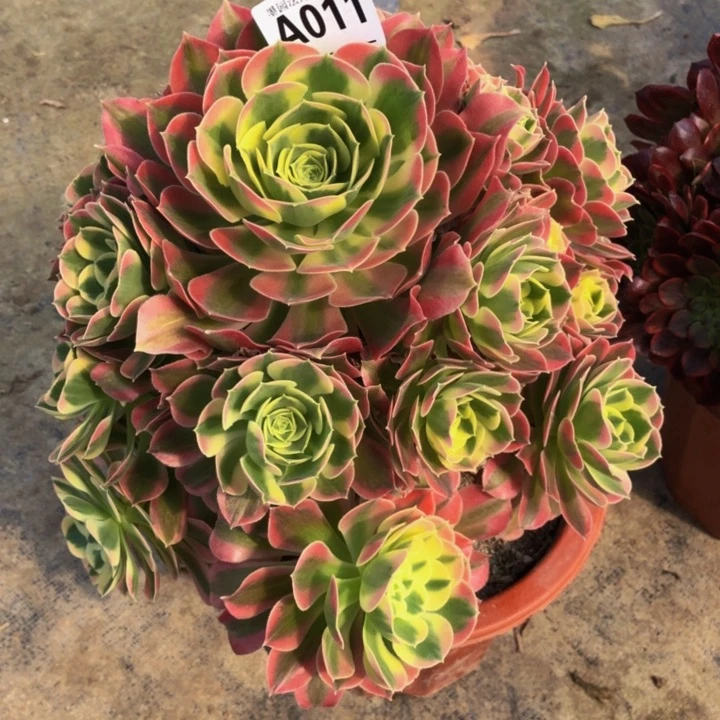 绿体女巫多肉011000000000