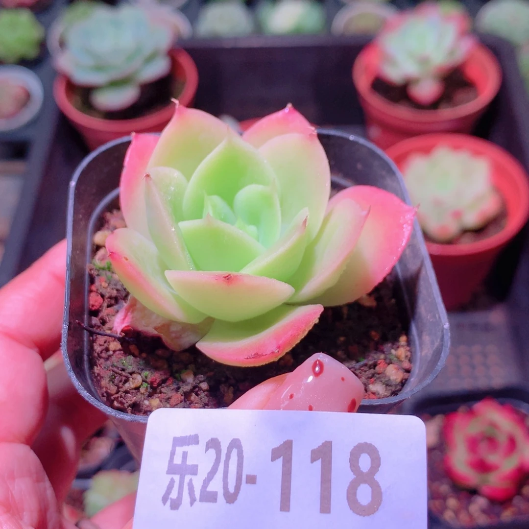 乐然20-118 柠檬酸橙