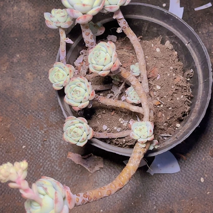 茹那时候还是喜欢这个夏天我们