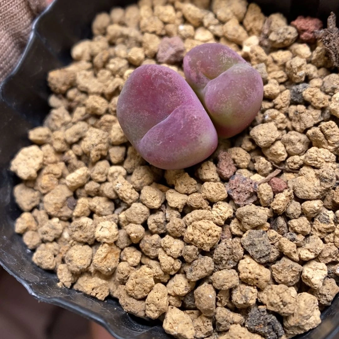 多肉植物肉锥杂交K-3537