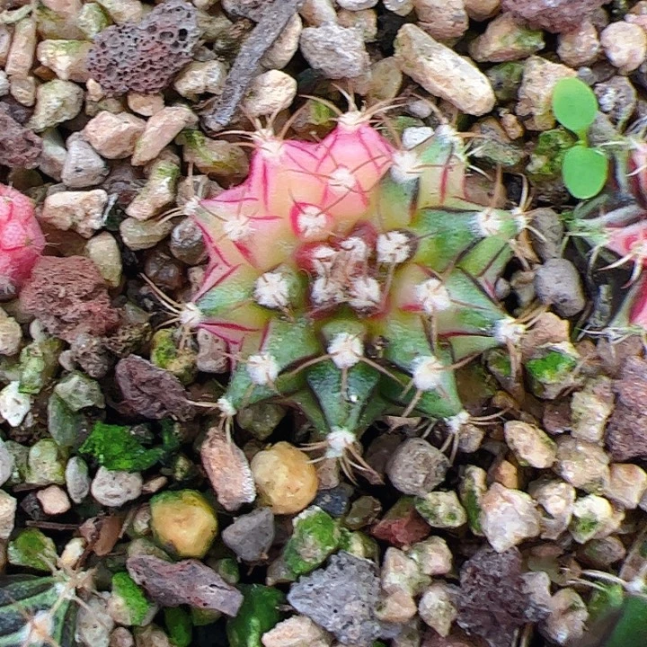 悠***然当前无花栽培后可以开花