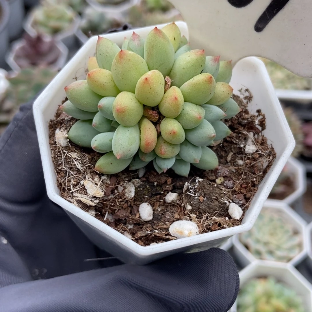 1001萤火虫多肉植物