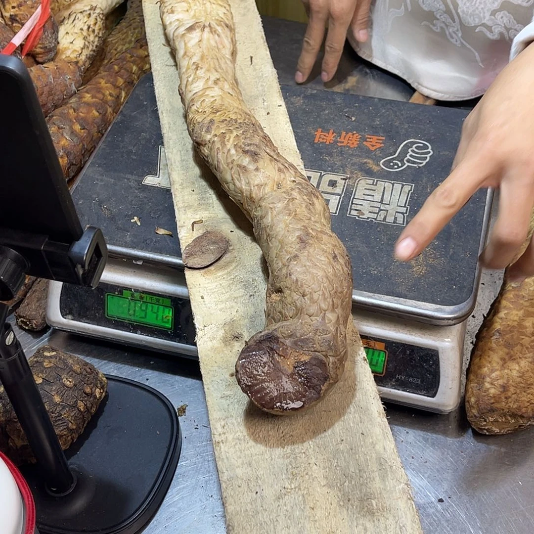 酷***制中国大陆阿拉善紫油货1.8斤52厘米