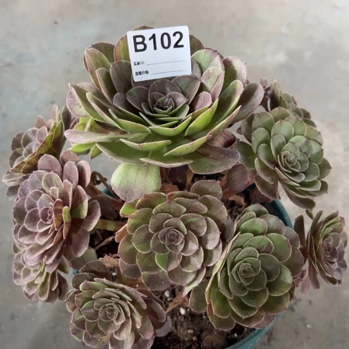 102花月夜25厘米左右