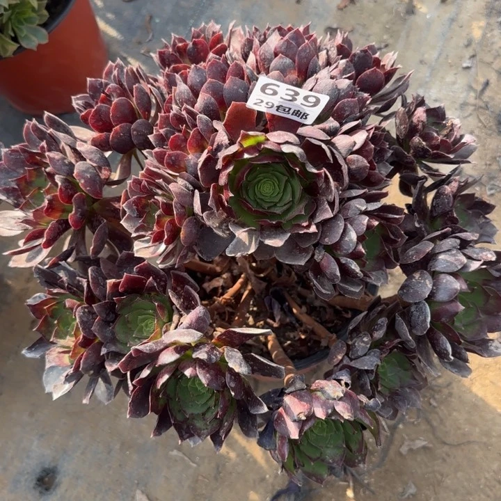 赤焰莲……多肉植物的