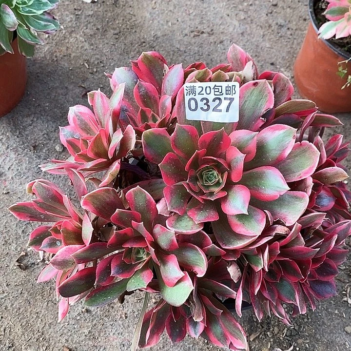 0327 一颗女妖发誓