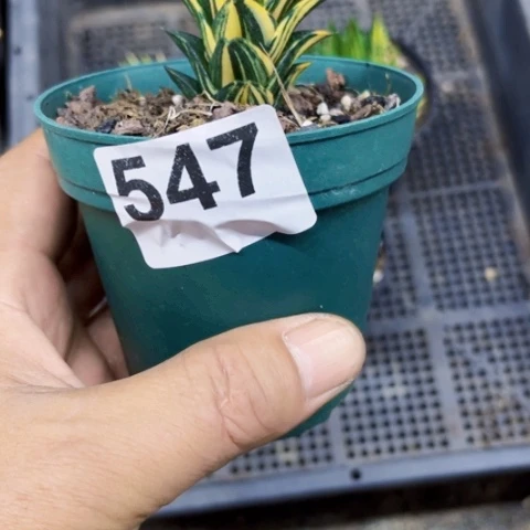 547龙城锦一物一图如图