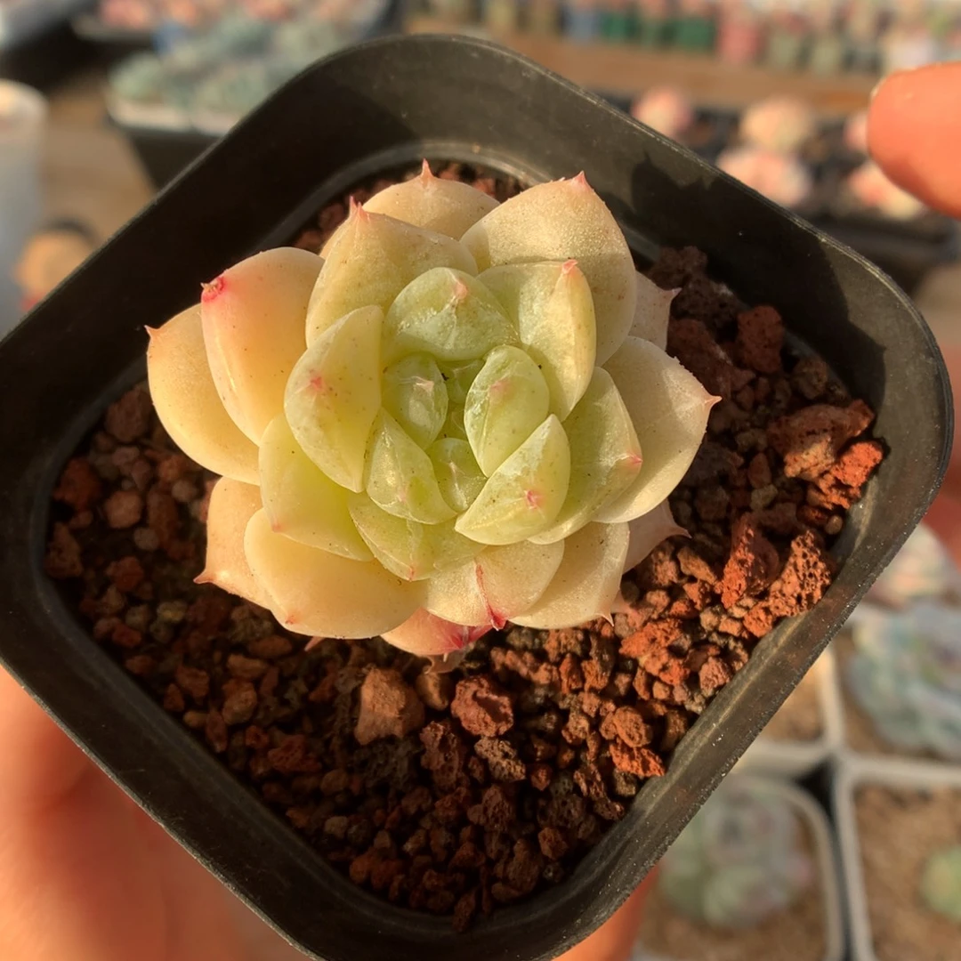 黄心粉钻石化多肉植物