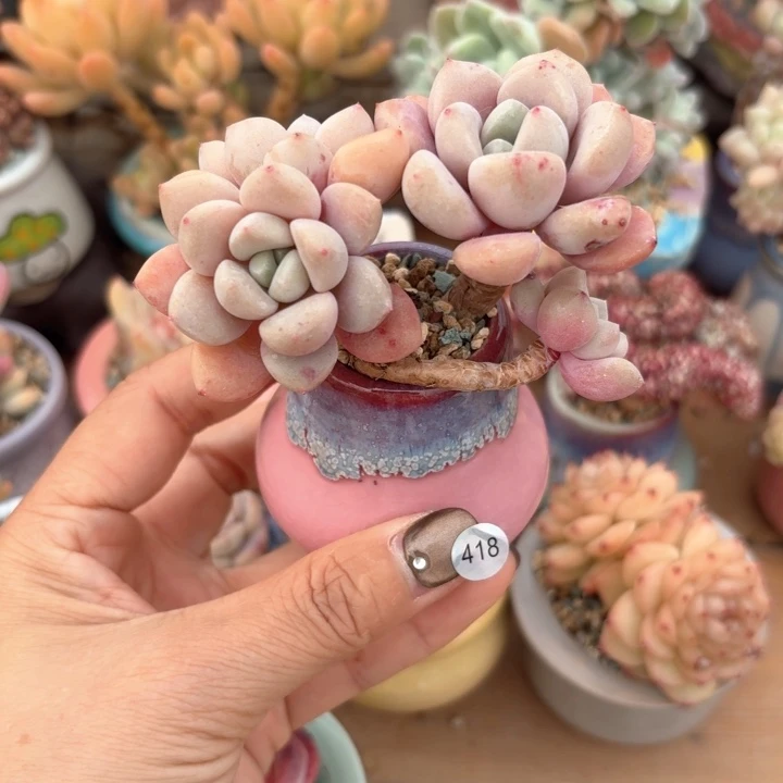 418 多肉含盆土 30元包邮 除偏远地区