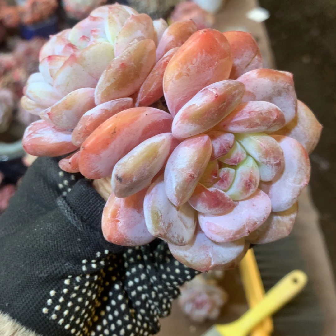 哈哈哈哈哈哈哈哈石榴籽