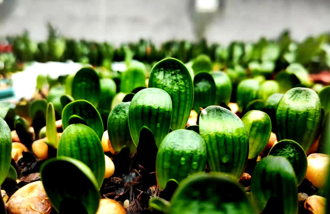 【大君油匠H6一年生 寄养 裸根发货 】家庭养殖花卉 图片仅供参考