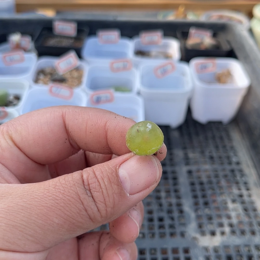 多肉植物一物一拍73