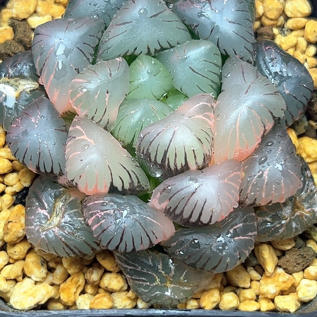 孔明灯母本锦十二卷多肉