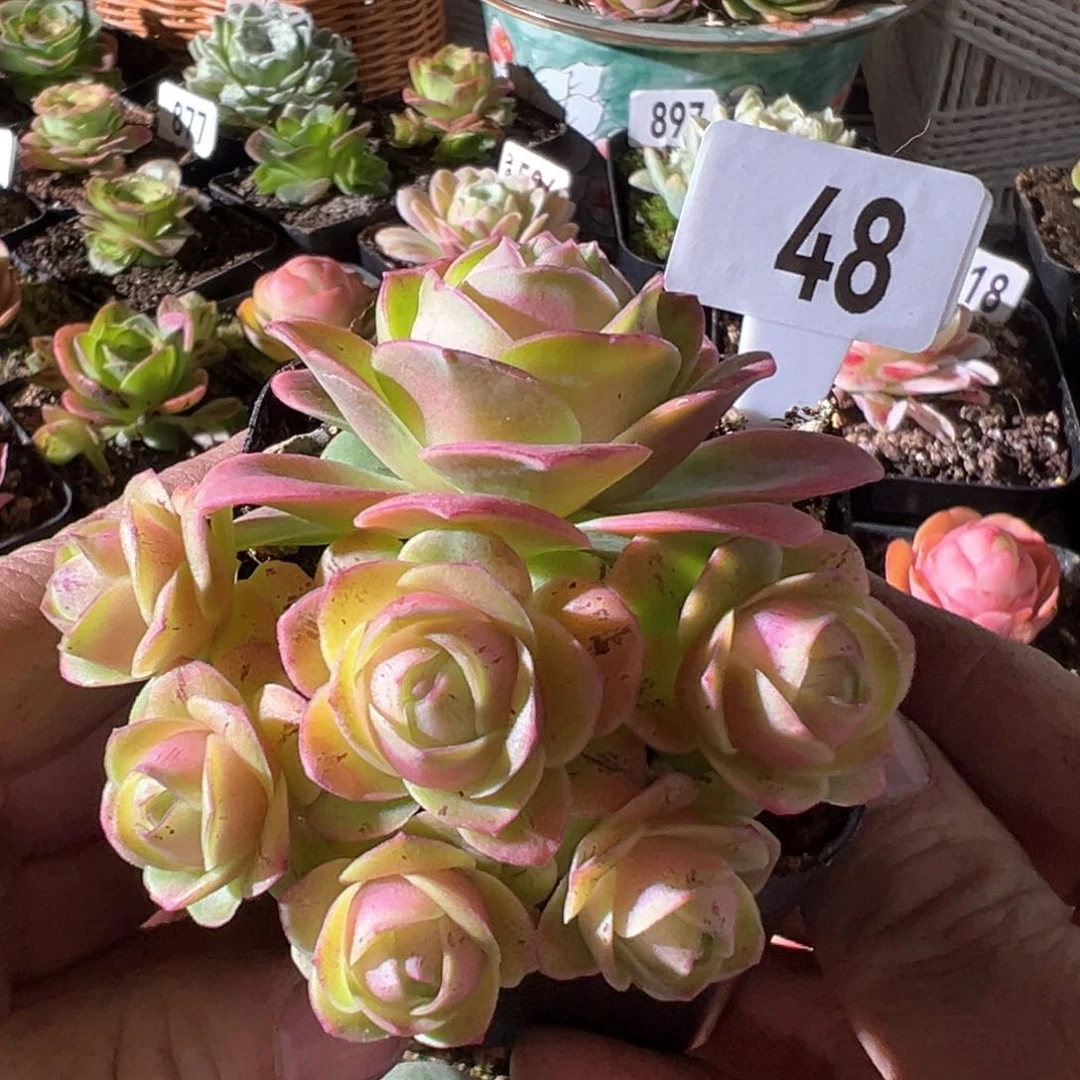 樱桃48山地玫瑰多肉