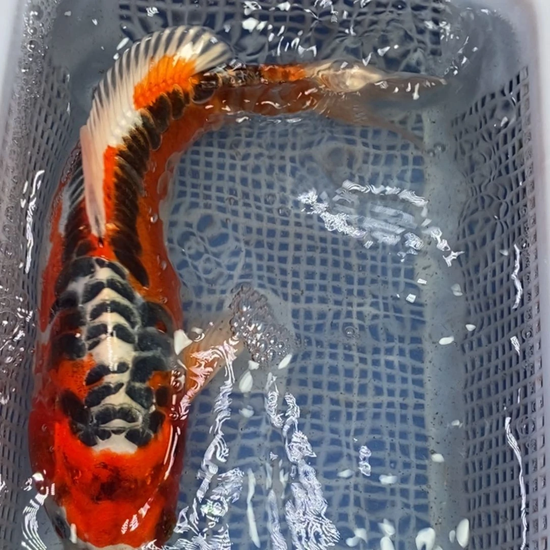 锦鲤冷水锦鲤包邮