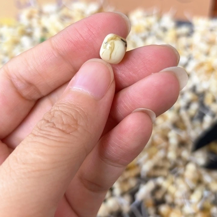 裸石蜜蜡未镶嵌9mm一个
