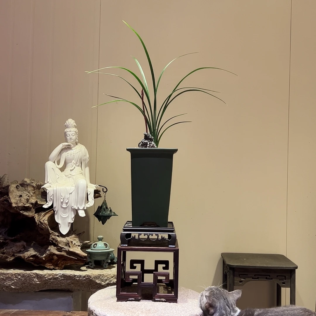 大部分花苞少量开放富贵临门