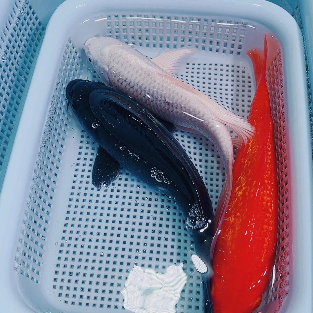 锦鲤锦鲤冷水鱼观赏
