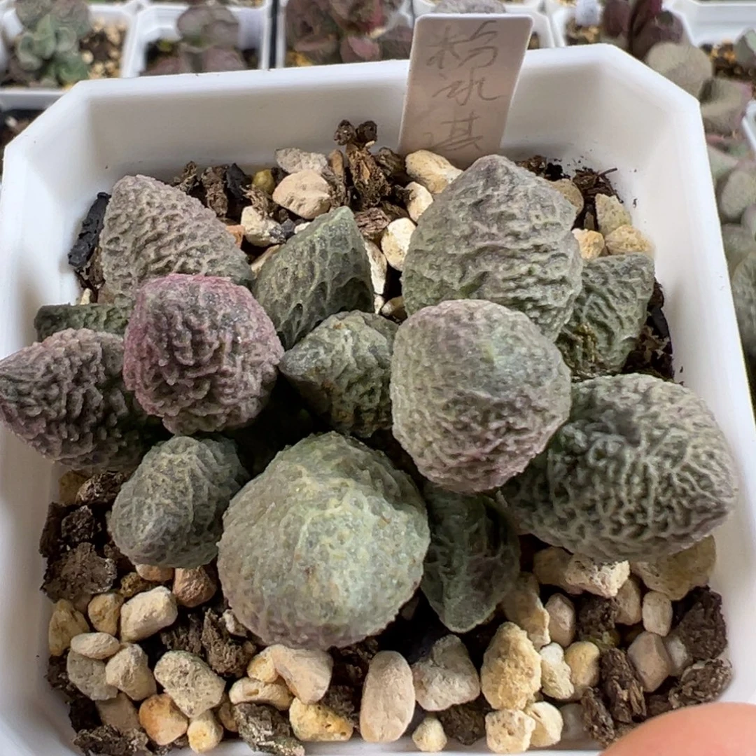 w粉冰淇淋多肉植物水泡